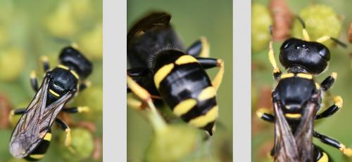 Ectemnius continuus